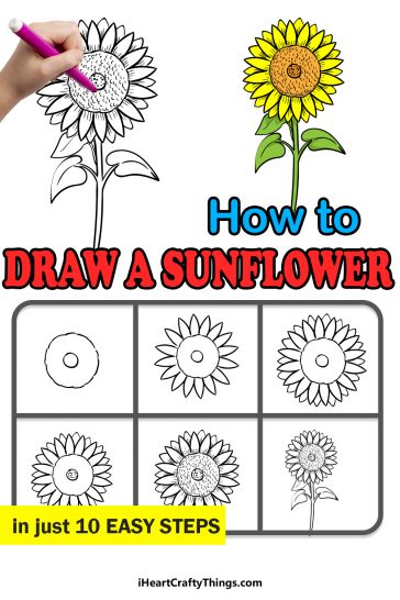 Sunflower Drawing - How To Draw A Sunflower Step By Step!