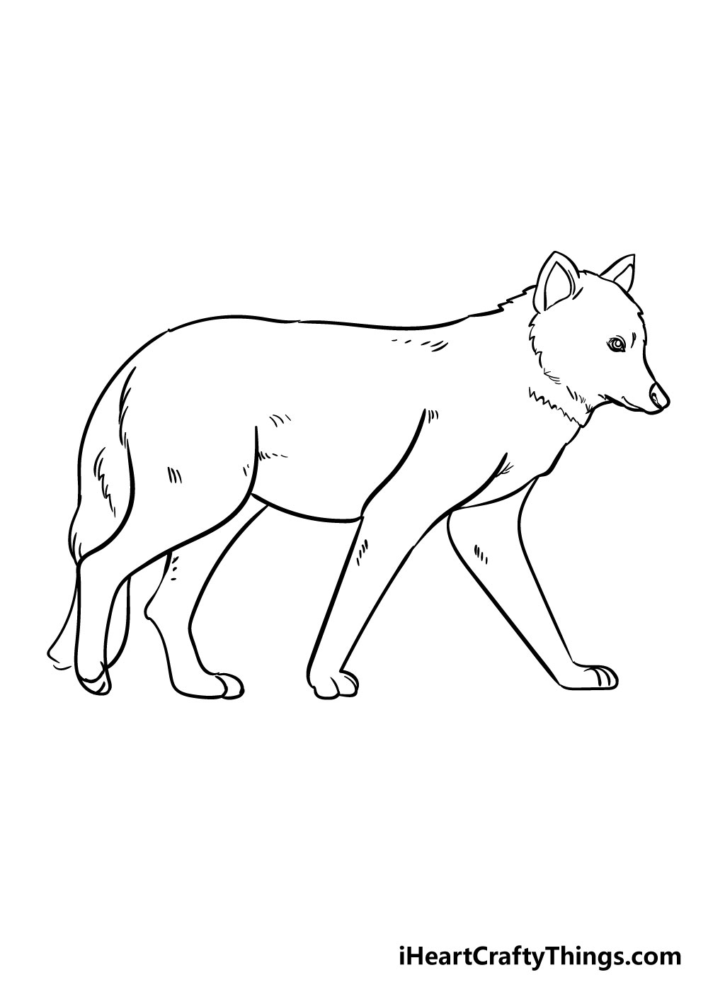 wolf drawing step 5