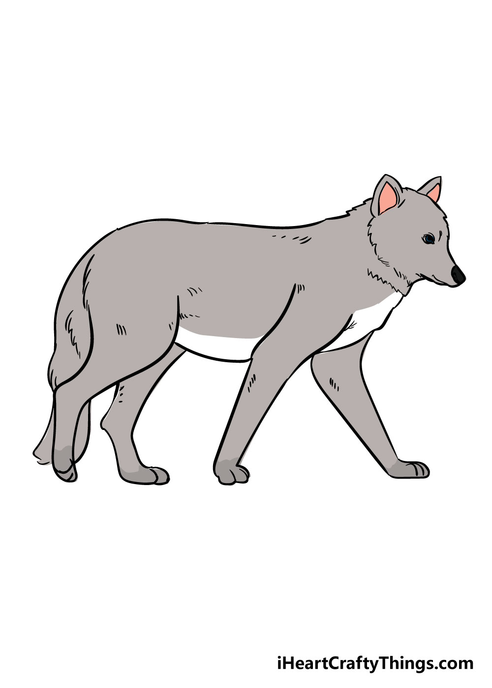 How to draw Wolf 6 - Hướng dẫn cách vẽ con chó sói đơn giản với 6 bước cơ bản