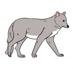 how to draw wolf image