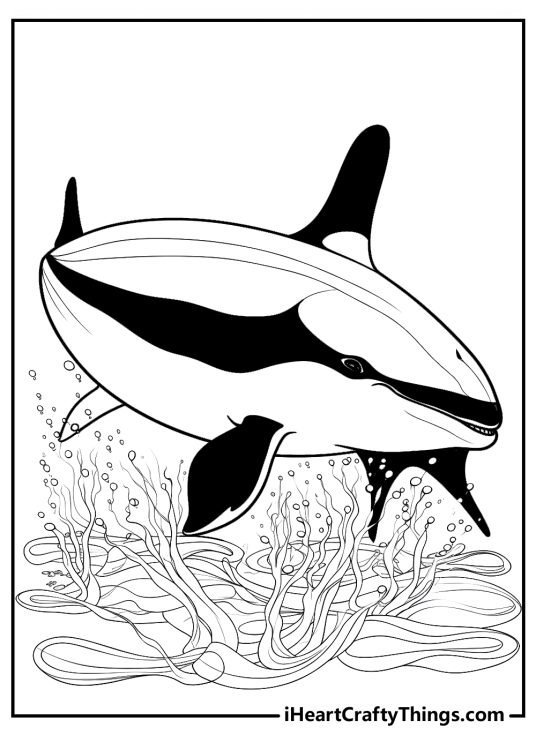 Killer whale coloring pages