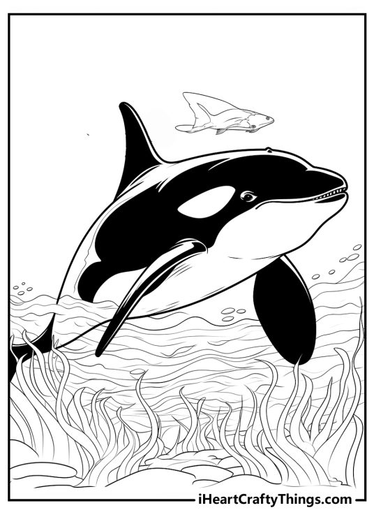 Coloring picture of a huge killer whale swimming surrounded by fish and water plants