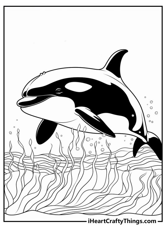 Black-and-white drawing to print and color of a killer whale with water plants under him