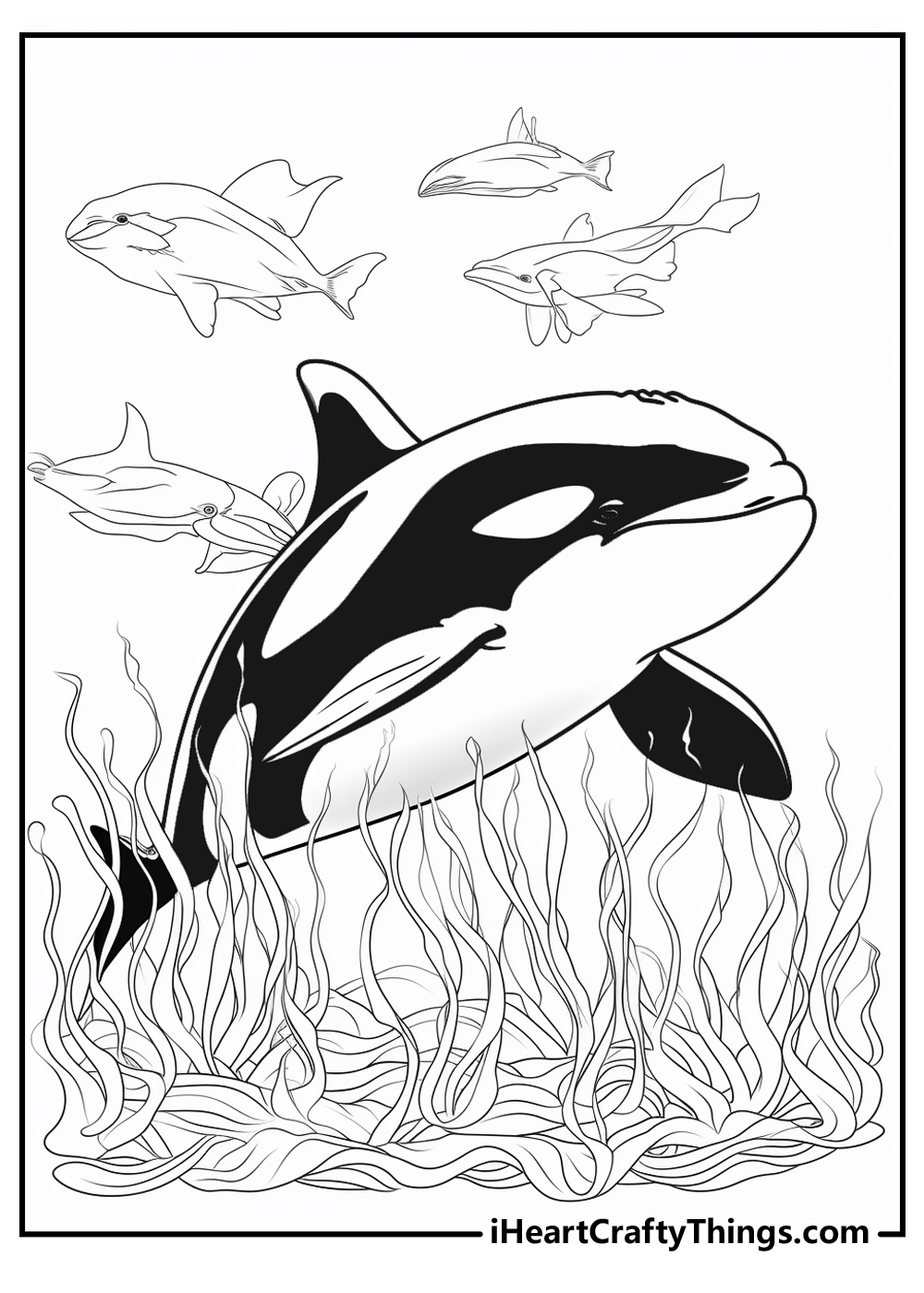 new killer whale coloring pages