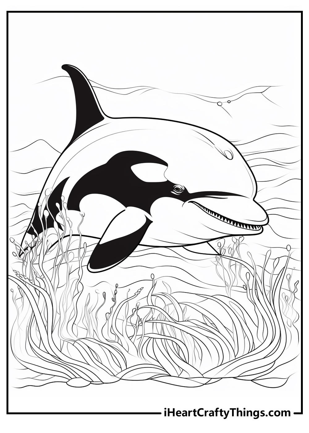 black-and-white killer whale coloring sheet