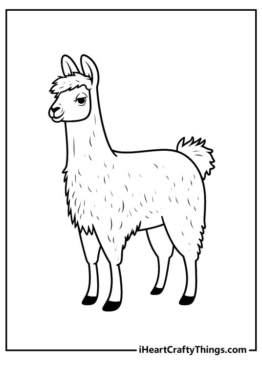 Free coloring page of a cute adult llama with fluffy tail posing turned to the left side