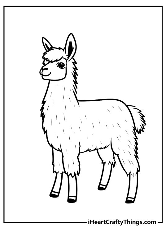 Coloring image presenting cute and cuddly llama with long fur ready for the winter season