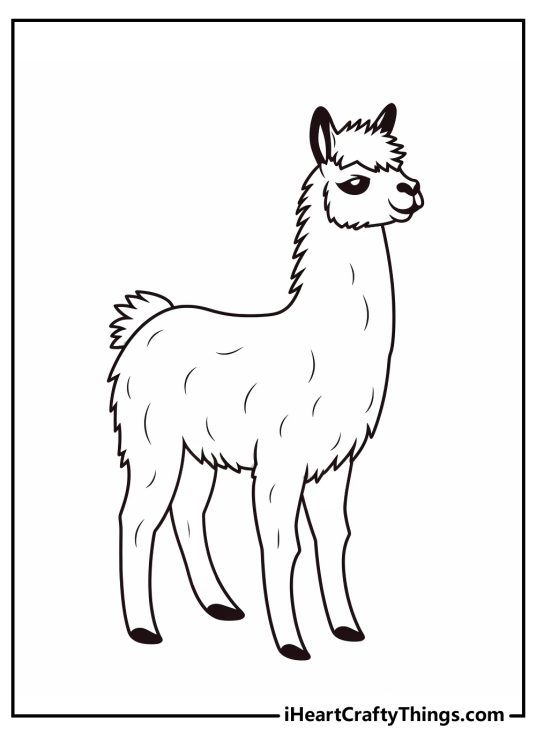 Coloring image of a llama with dark eyes and heart-shaped nose posing turned to the right side