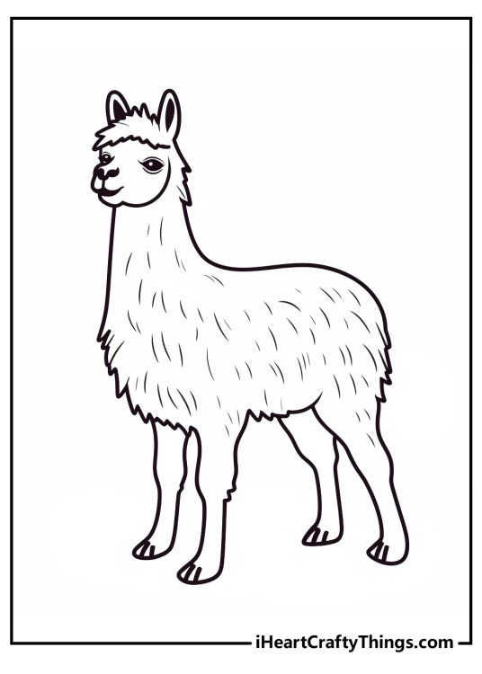 Coloring drawing featuring side view of a cheerful llama turned to the left side with blank background