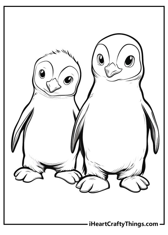Coloring page for kids presenting two realistically-looking fluffy penguins with clear background