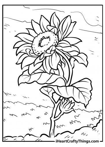 sunflower coloring images free printable