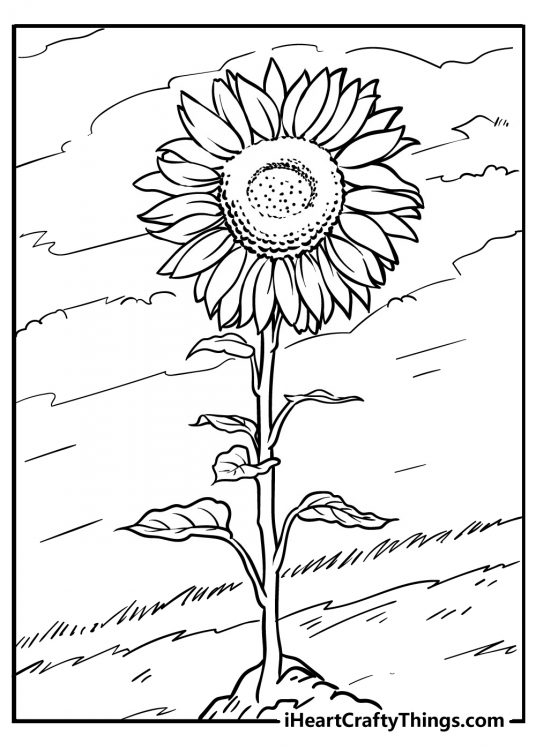 Free coloring printable for kids depicting a single sunflower with many small leaves