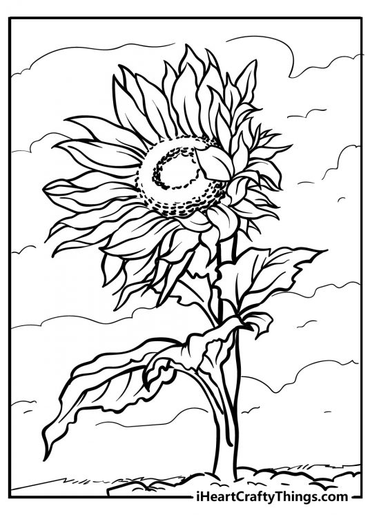 Detailed coloring picture featuring sunflower with very expressive petals and leaves