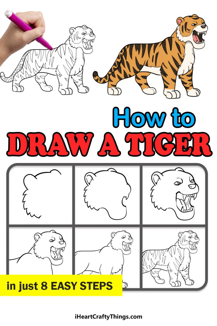 Tiger Drawing - How To Draw A Tiger Step By Step