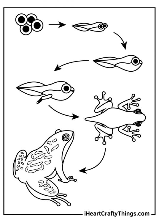 Coloring image for kids featuring frog transformation cycle from a tiny egg into the full grown frog