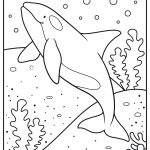 killer whale coloring page image
