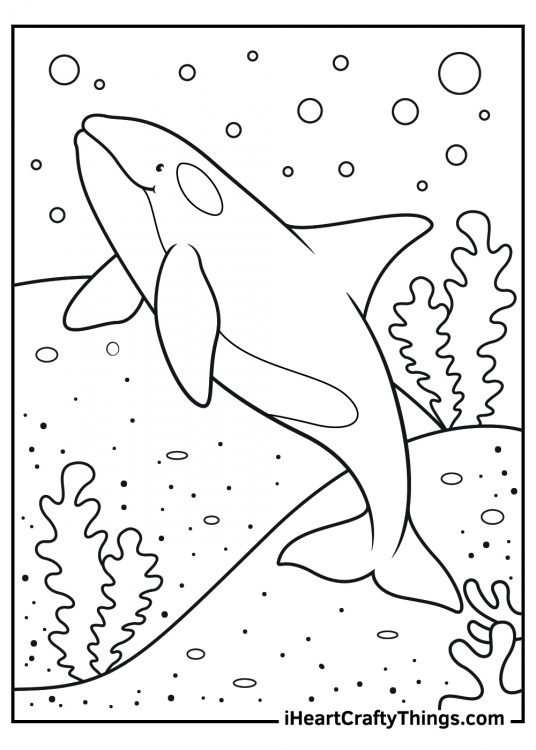 Killer Whale Coloring Pages