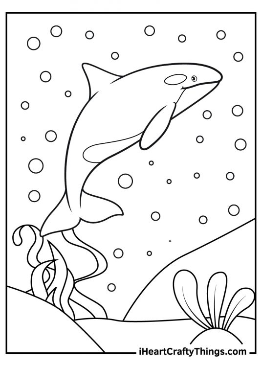 Image of a killer whale at the bottom of the ocean surrounded by bubbles and corals