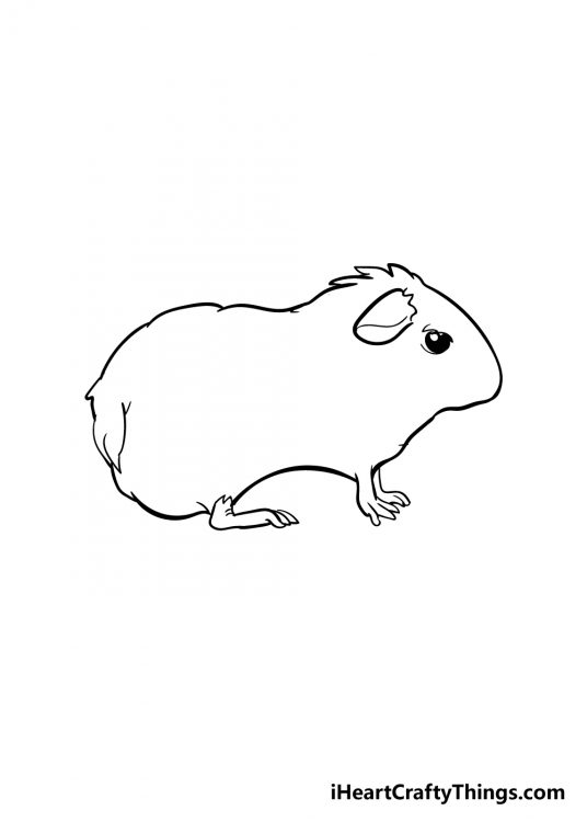 Guinea Pig Drawing - How To Draw A Guinea Pig Step By Step