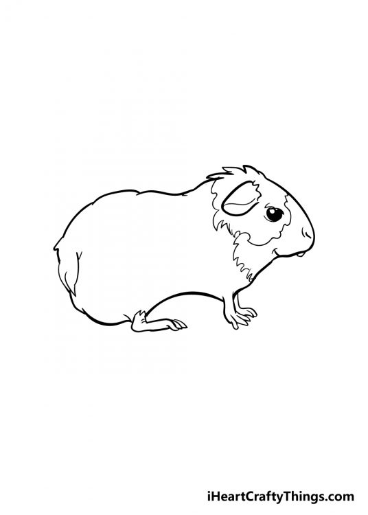 Guinea Pig Drawing - How To Draw A Guinea Pig Step By Step