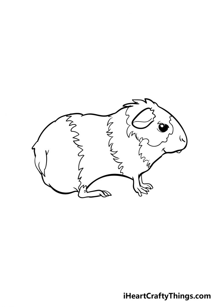 Guinea Pig Drawing - How To Draw A Guinea Pig Step By Step