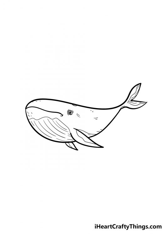 How To Draw A Whale Step By Step: Easy Whale Drawing For Kids