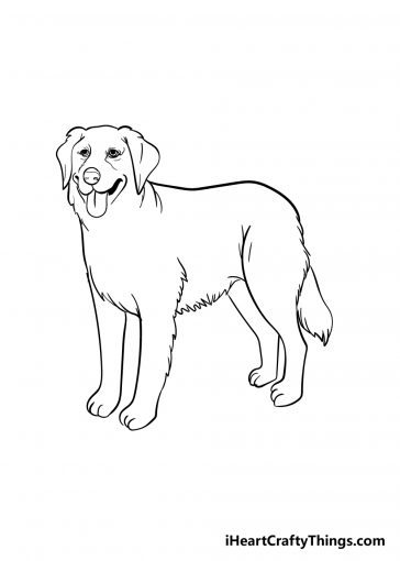 Golden Retriever Drawing - How To Draw A Golden Retriever Step By Step