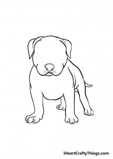 Pitbull Drawing - How To Draw A Pitbull Step By Step