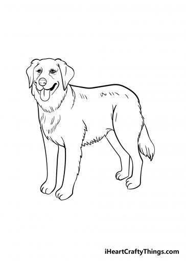 Golden Retriever Drawing - How To Draw A Golden Retriever Step By Step