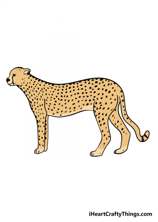 Cheetah Drawing - How To Draw A Cheetah Step By Step