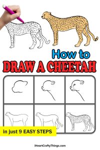 Cheetah Drawing - How To Draw A Cheetah Step By Step