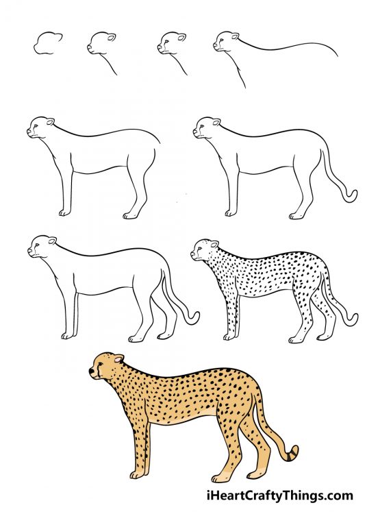 Cheetah Drawing - How To Draw A Cheetah Step By Step