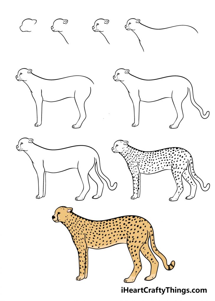 Cheetah Drawing How To Draw A Cheetah Step By Step