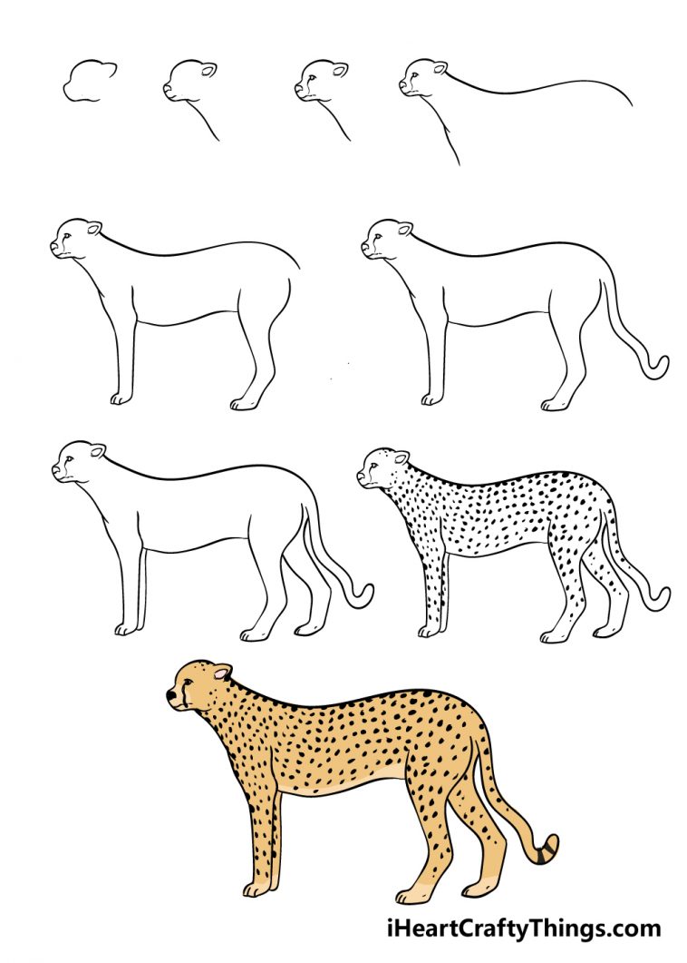 Cheetah Drawing - How To Draw A Cheetah Step By Step