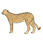 how to draw a cheetah image
