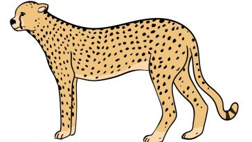 how to draw a cheetah image