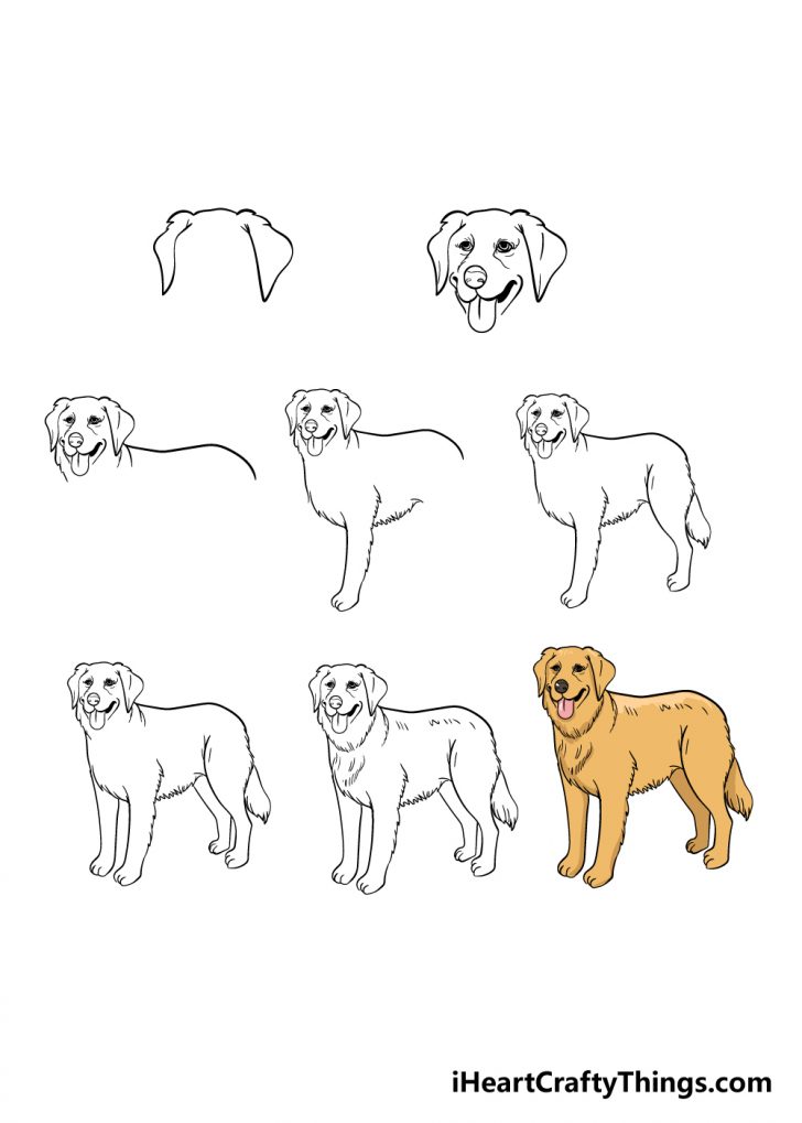 Golden Retriever Drawing - How To Draw A Golden Retriever Step By Step