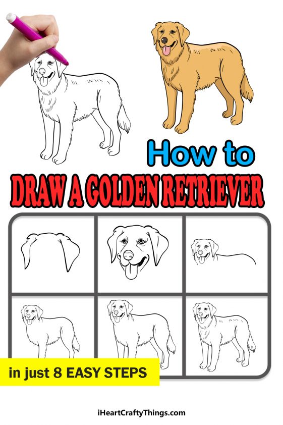 Golden Retriever Drawing - How To Draw A Golden Retriever Step By Step