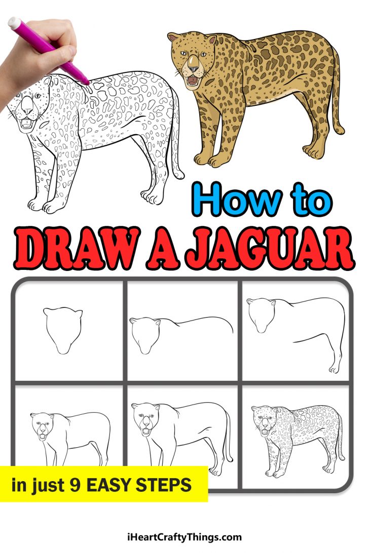 Jaguar Drawing How To Draw A Jaguar Step By Step