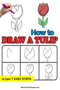 Tulip Drawing - How To Draw A Tulip Step By Step