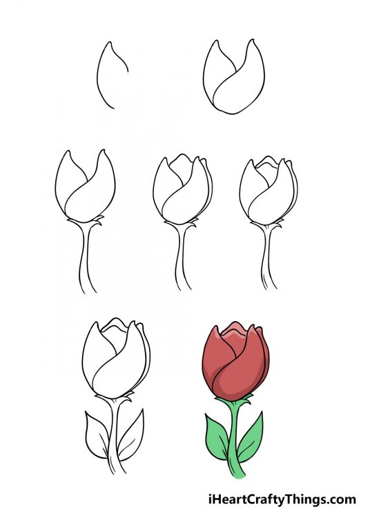 Tulip Drawing - How To Draw A Tulip Step By Step