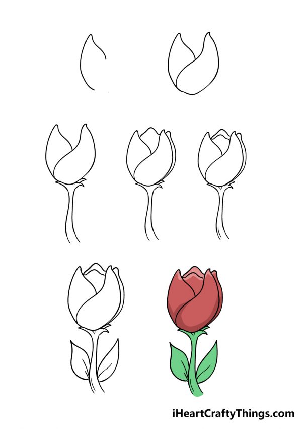 Tulip Drawing - How To Draw A Tulip Step By Step