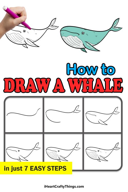 Whale Drawing - How To Draw A Whale Step By Step!