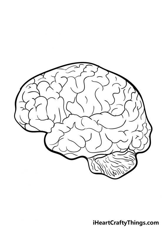 Brain Drawing - How To Draw A Brain Step By Step