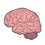 how to draw brain image