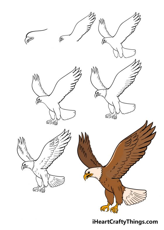 Eagle Drawing - How To Draw An Eagle Step By Step!