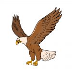 how to draw an eagle image