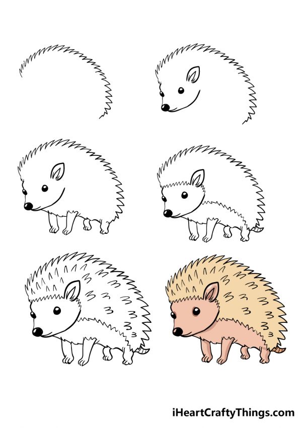 Hedgehog Drawing How To Draw A Hedgehog Step By Step