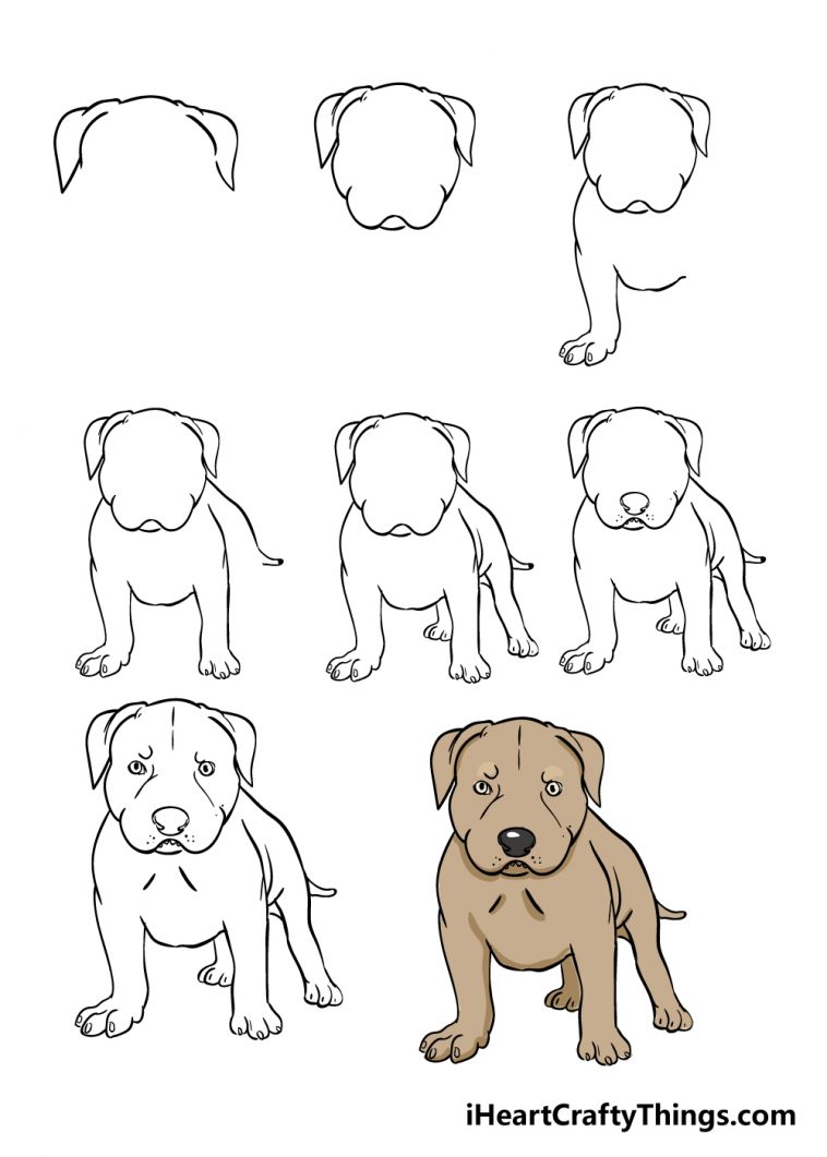 Pitbull Drawing How To Draw A Pitbull Step By Step