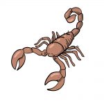 how to draw scorpion image